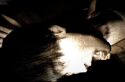 Project Zero - Immagine 19