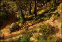 Robin Hood - Immagine 1