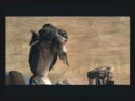 Star Wars Racer Revenge - Immagine 1