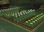 Harvest Moon:  A Wonderful Life! - Immagine 11