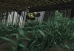 Splinter Cell: Pandora Tomorrow - Immagine 6