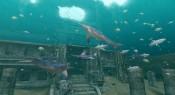 Endless Ocean 2: Avventure negli abissi - Immagine 3
