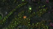StarCraft II: Heart of the Swarm - Immagine 7