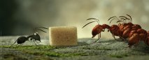 Minuscule - La Valle delle Formiche Perdute - Immagine 2