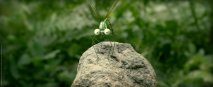 Minuscule - La Valle delle Formiche Perdute - Immagine 8