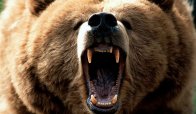 Oggi vi presentiamo... Bear Simulator!