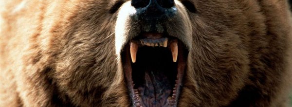Oggi vi presentiamo... Bear Simulator!