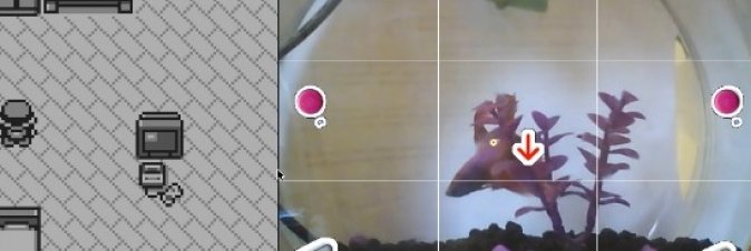 Un pesce rosso gioca a Pokemon su Twitch