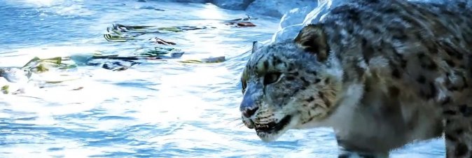 Far Cry 4