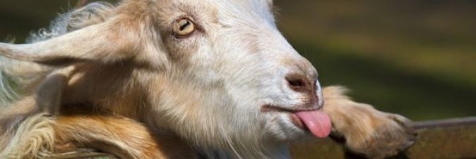 Goat Simulator